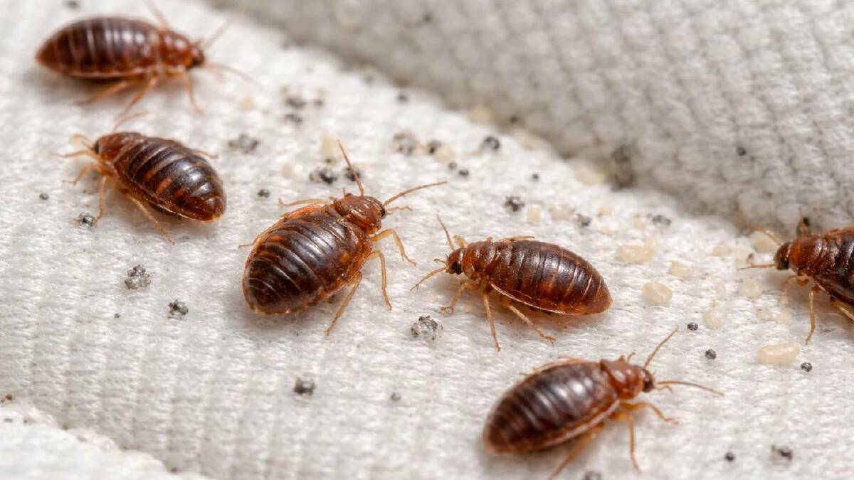 Cómo saber si tienes chinches en tu cama: señales, síntomas y qué hace
