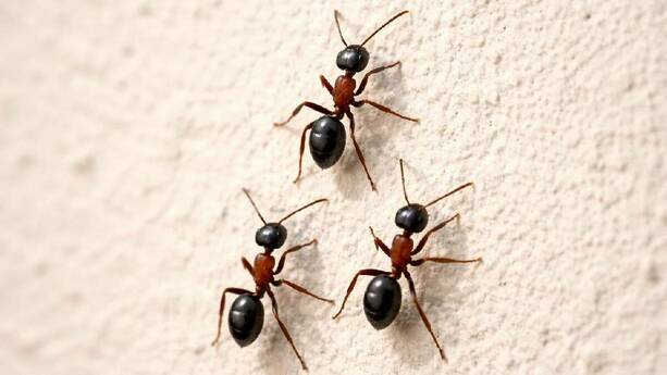 Remedios caseros contra las hormigas / Sora