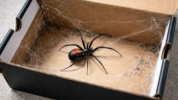 Araña Viuda negra dentro de una caja / Sora