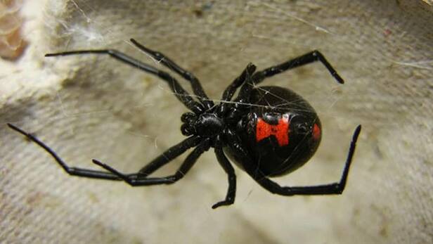 Araña Viuda Negra puede incrementar su aparición en temporada de lluvias