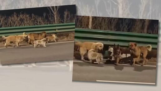 Siete perritos caminan 17 km y vuelven a casa tras ser robados| Foto: TikTok