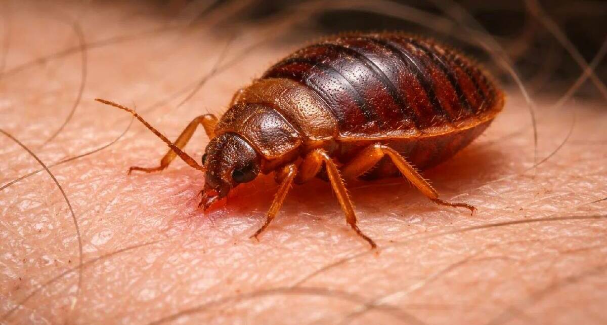 Las chinches pueden ocasionar diversas reacciones con sus picaduras / Sora