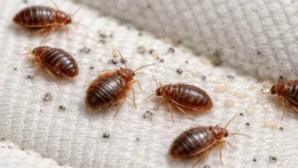 ¿Cómo saber si hay chinches en tu cama? / Sora