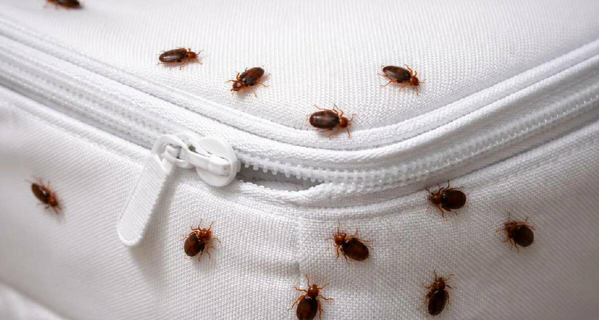 ¿Cómo proteger tu cama de las chinches? / Sora