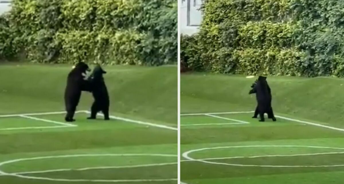 Los osos fueron captados en una cancha en Nuevo León. (Foto: captura de pantalla @quepasa_oficial)