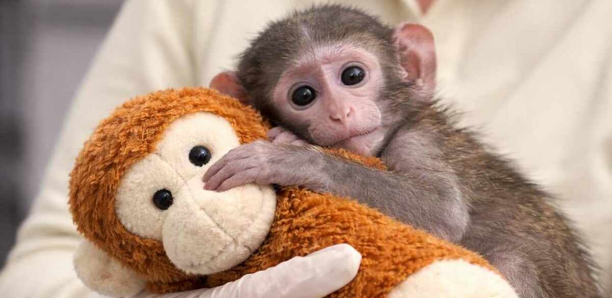 Yuji, el pequeño mono patas, se aferra a un peluche mientras recibe cuidados especiales tras ser separado de su madre.