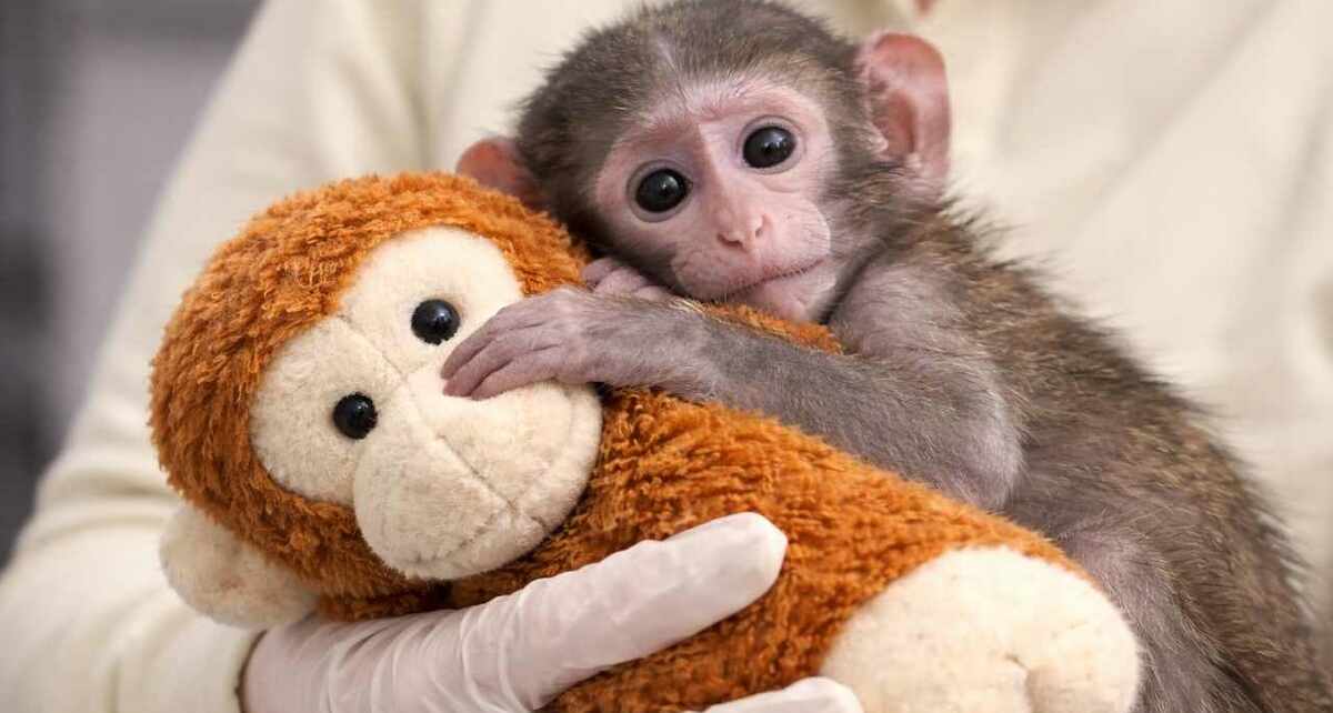 Yuji, el pequeño mono patas, se aferra a un peluche mientras recibe cuidados especiales tras ser separado de su madre.