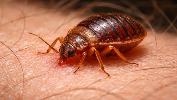 Las chinches pueden ocasionar diversas reacciones con sus picaduras / Sora