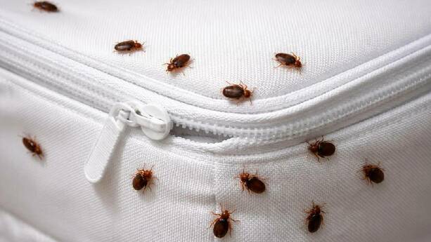 ¿Cómo proteger tu cama de las chinches? / Sora