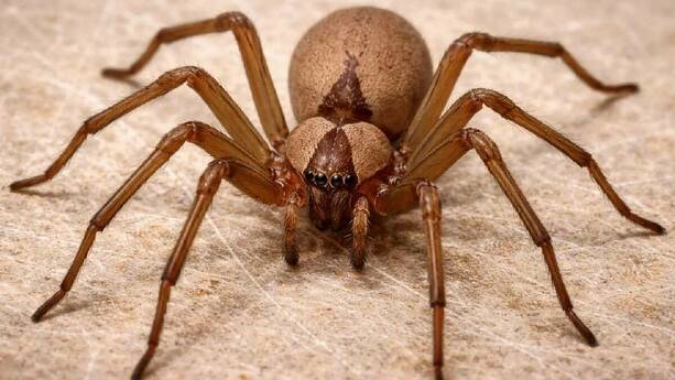 Recomendaciones para evitar la araña violinista / Sora