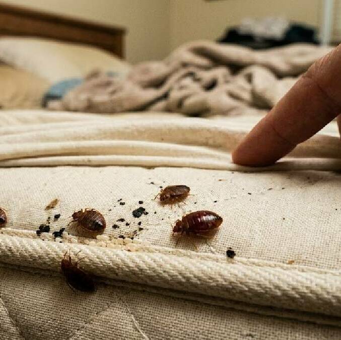 Chinches: las cosas que pueden atraerlas a casa / Gemini