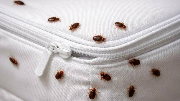 ¿Cómo proteger tu cama de las chinches? / Sora