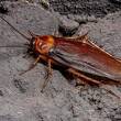 La mayor debilidad de la cucaracha