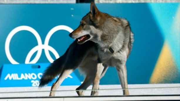 Perro acapara reflectores en Juegos Olímpicos (EFE)