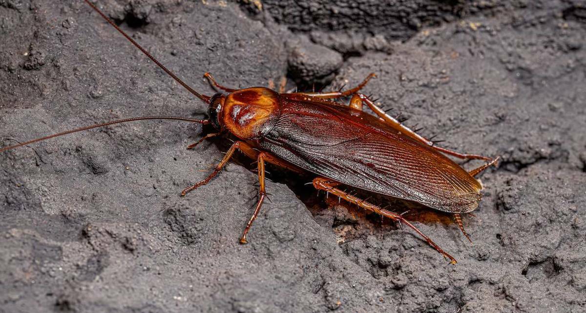 La mayor debilidad de la cucaracha