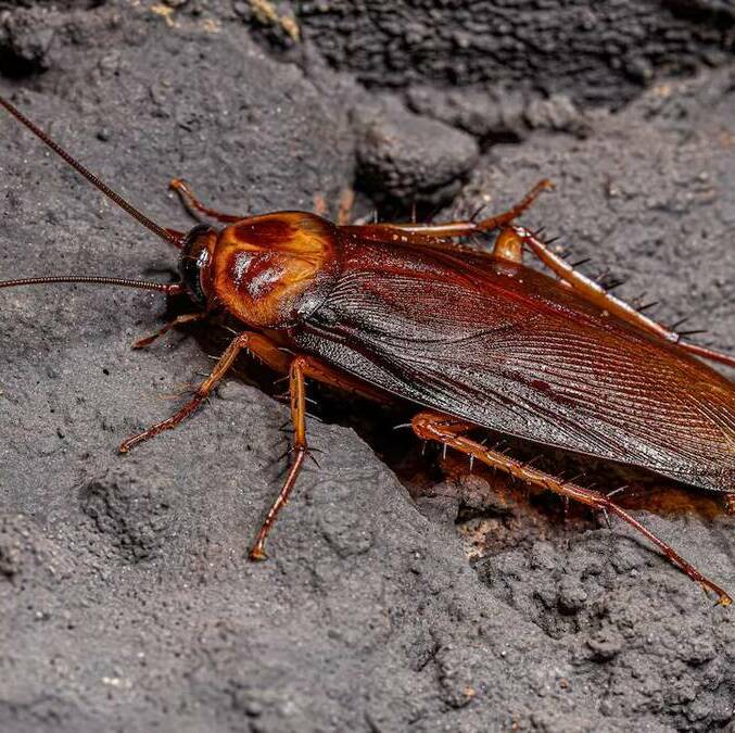 La mayor debilidad de la cucaracha