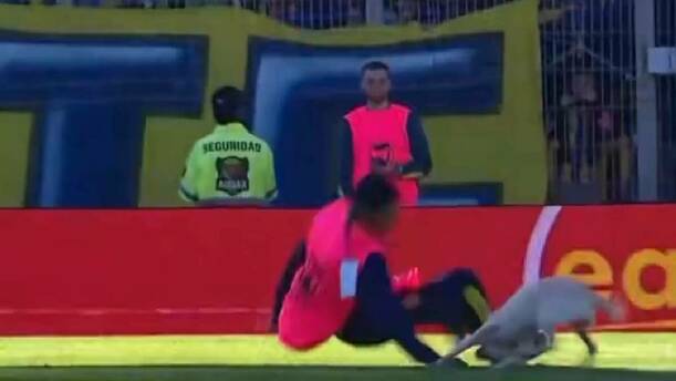 El perro provocó los "oles" en la tribuna / Captura de pantalla