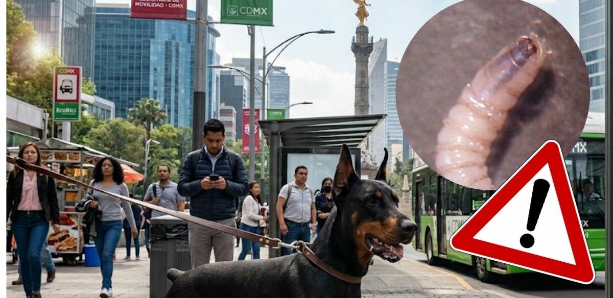 Gusano barrenador llega a Ciudad de México | Foto: Gemini AI
