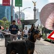 Gusano barrenador llega a Ciudad de México | Foto: Gemini AI