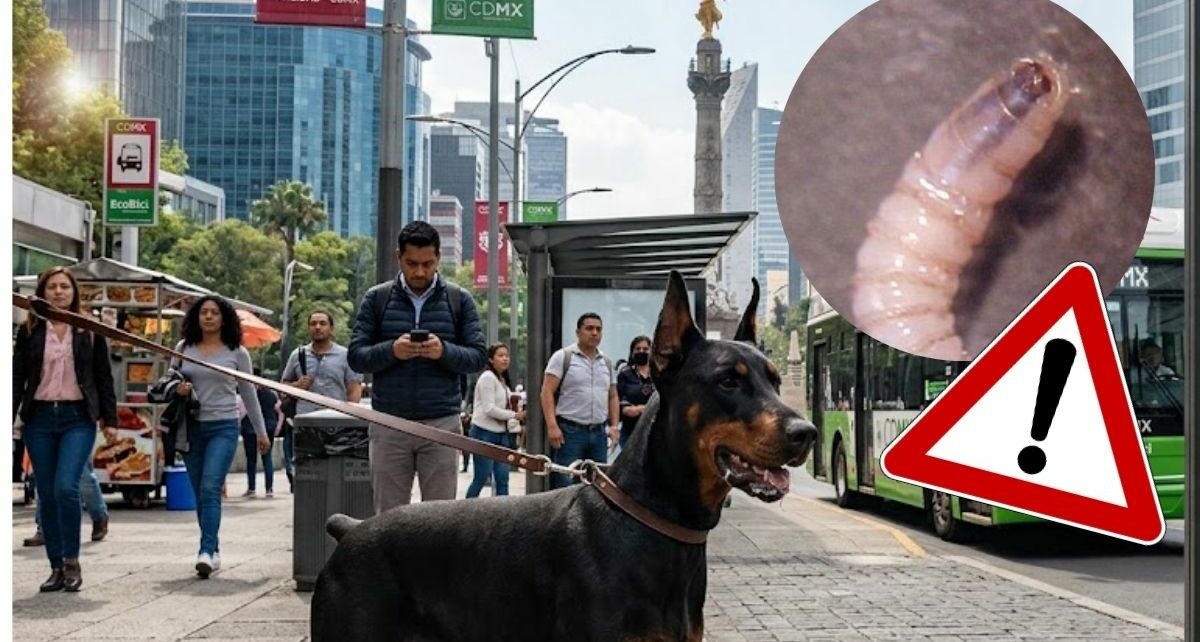 Gusano barrenador llega a Ciudad de México | Foto: Gemini AI