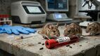 México lanza aviso epidemiológico por brote de hantavirus | Foto: Gemini