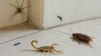 La ola de calor provoca la aparición de insectos y arañas en casa. Foto: ChatGPT