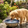 Así puedes evitar la deshidratación de tu perrito (Gemini)