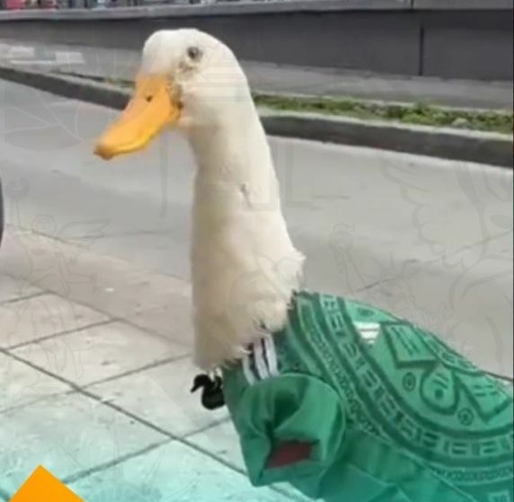 El Pato Mundialista se hizo rápidamente viral entre los aficionados (Fotografía: Capturas de video)