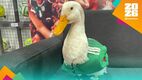 Merlín, el pato aficionado del Tri