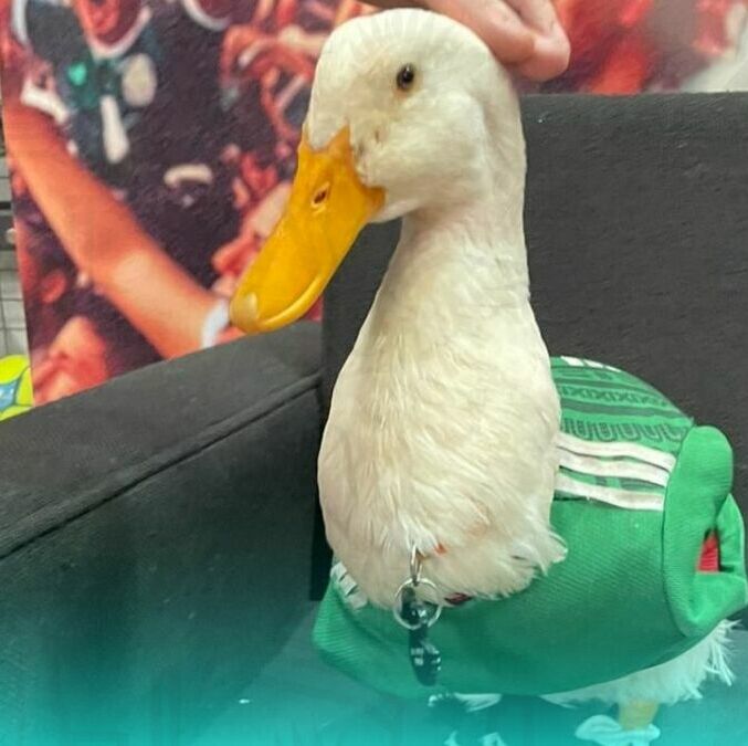 Merlín, el pato aficionado del Tri