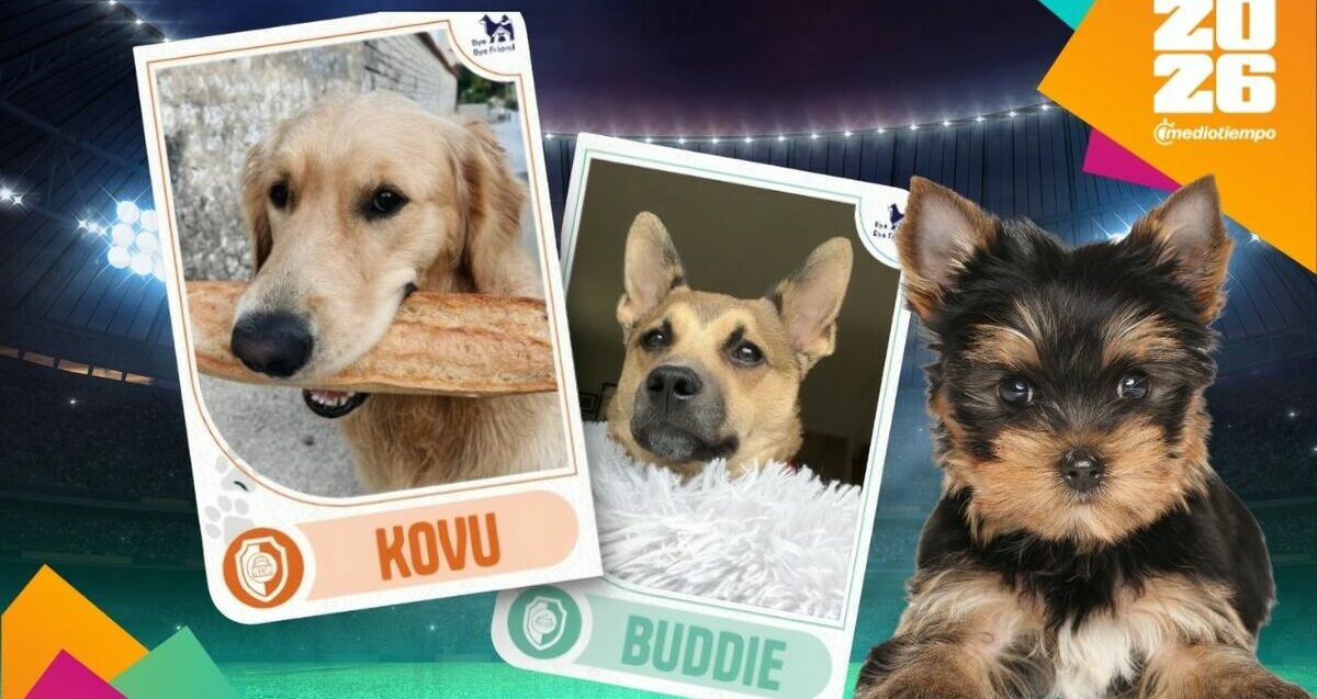 Personaliza una estampa futbolera de tu mascota en cuestión de minutos