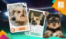 Personaliza una estampa futbolera de tu mascota en cuestión de minutos