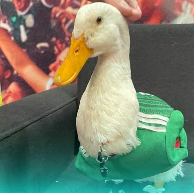 Merlín, el pato aficionado del Tri