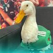 Merlín, el pato aficionado del Tri