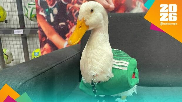 Merlín, el pato aficionado del Tri