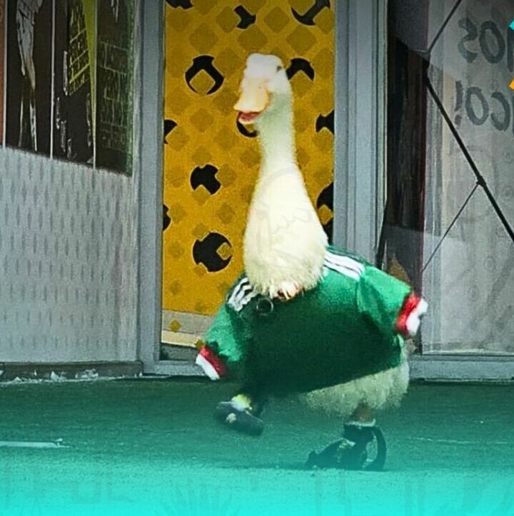 El Pato Merlín se ha hecho famoso en el Mundial 2026. (Foto: MT)