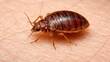 Errores comunes al combatir chinches / SORA