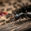 Consejos prácticos para evitar las plagas de hormigas en tu casa| Foto: Gemini