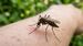 Así puedes ahuyentar a los mosquitos en época de calor | Foto: Gemini