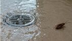La razón por la que las cucarachas invaden las casas cuando empieza la temporada de lluvias. (ChatGPT).