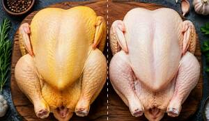 Pollo Amarillo vs Pollo Blanco ¿Cuál es mejor? (FOTO: IA Gemini)