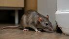 ¿Cómo mantener alejadas a las ratas de tu hogar? / Chatgpt