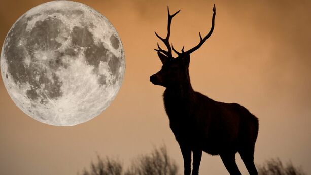 Luna del Ciervo: Esta es la fecha y el horario para observarla en julio de 2025