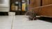 Ratas en los hogares (CHAT GPT)