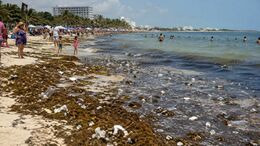 Las 5 playas que debes evitar estas vacaciones de verano 2026, según Cofepris. (ChatGPT).