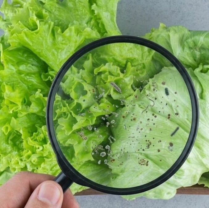 Estas son las partes que debes quitar a la lechuga para evitar la 'diarrea explosiva'. (Gemini AI)