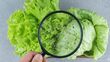 Estas son las partes que debes quitar a la lechuga para evitar la 'diarrea explosiva'. (Gemini AI)