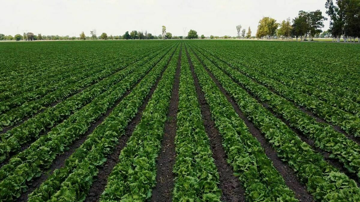 Los vegetales, como la lechuga y la cebolla, provienen de Guanajuato. (Cortesía)