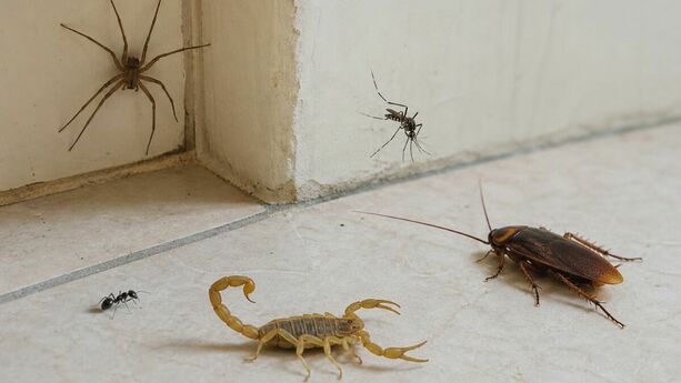 La ola de calor provoca la aparición de insectos y arañas en casa. Foto: ChatGPT