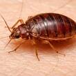 Errores comunes al combatir chinches / SORA